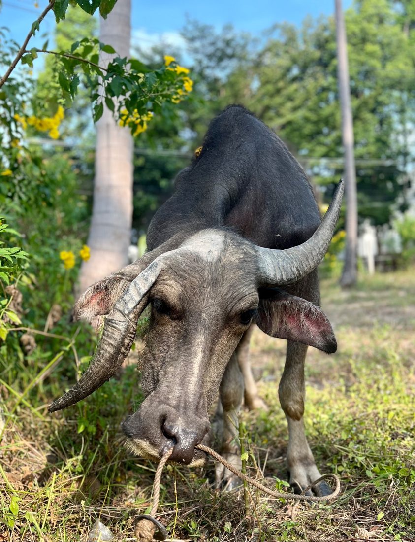 A water buffalo grazing among yellow flowers