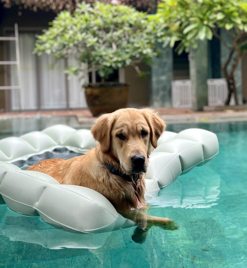 A golden retriever resting on a pool float